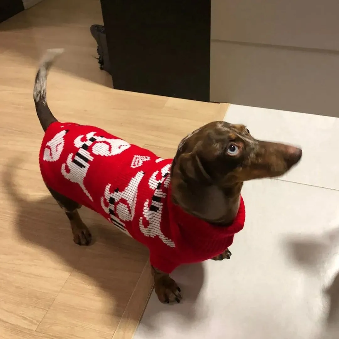 Reindeer Sweater for Sausage Dog