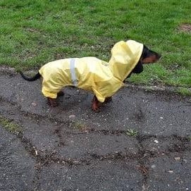 Reflective Dachshund Raincoat