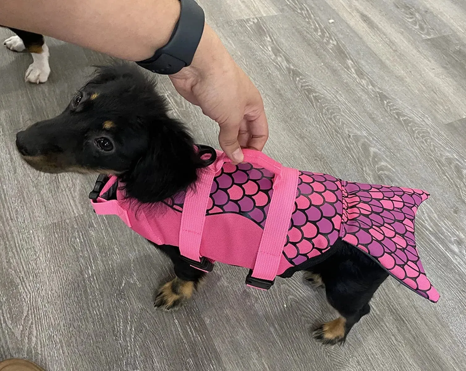 Mermaid Dachshund Life Jacket