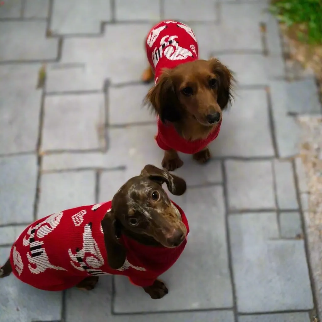 Dachshund Puppy Red Sweater