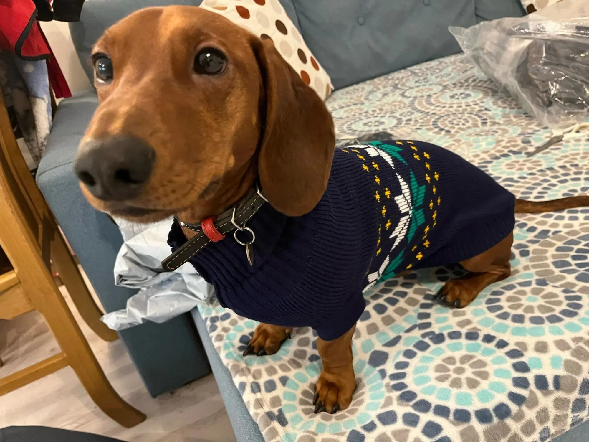 Navy Sausage Dog Sweater