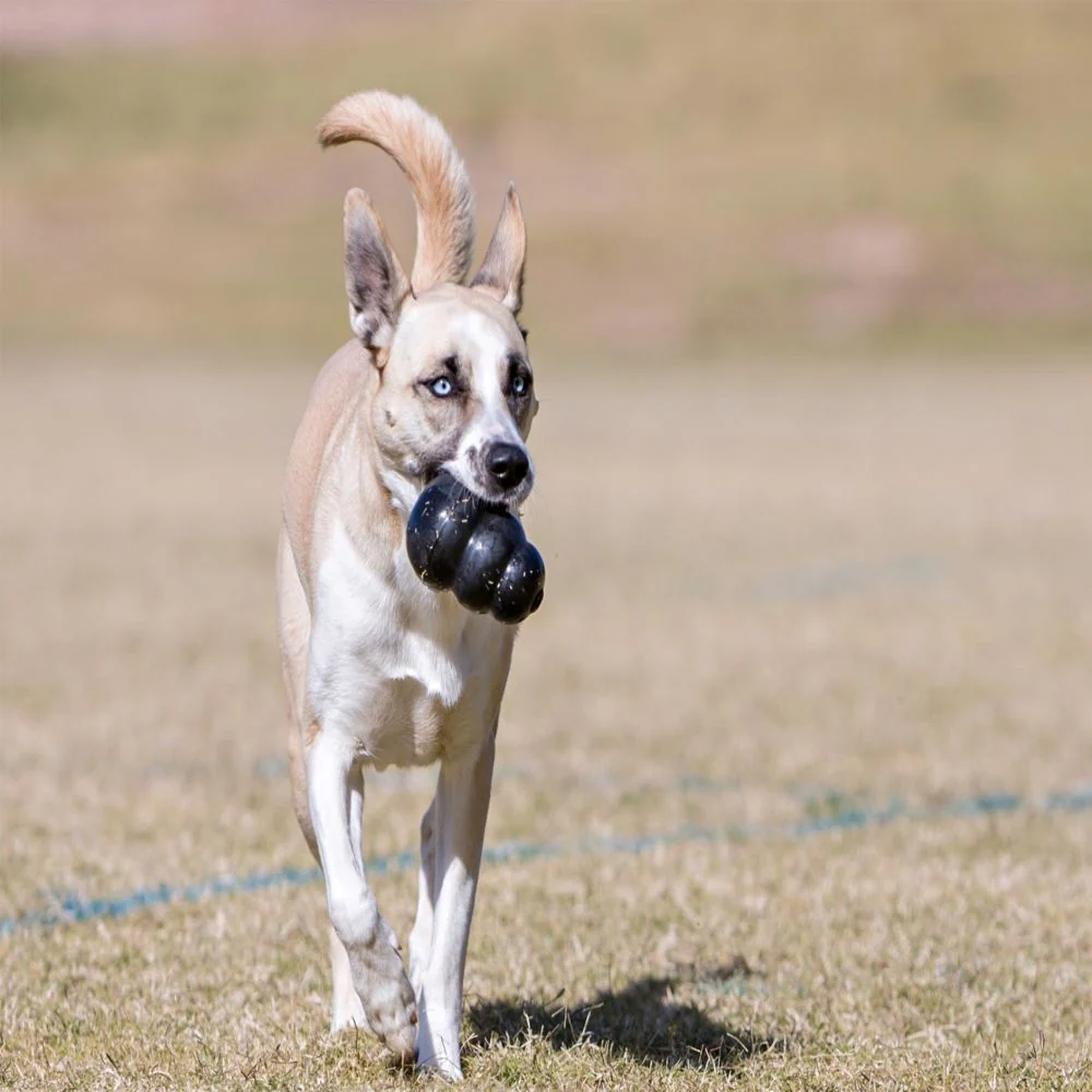Kong Extreme Dog Toy