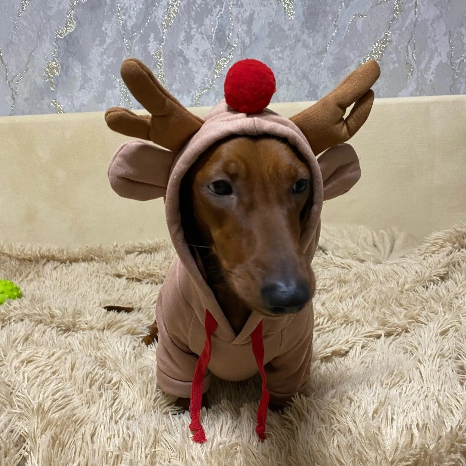 Dachshund Costumes
