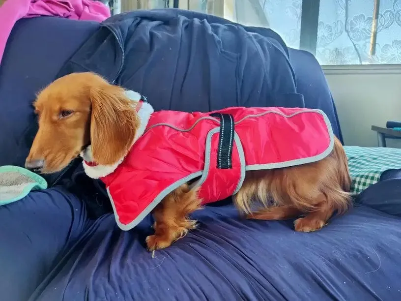 Warm Fleece Dachshund Coat