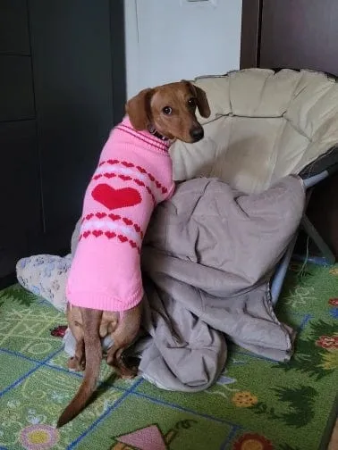 Pink Sweater for Wiener Dogs