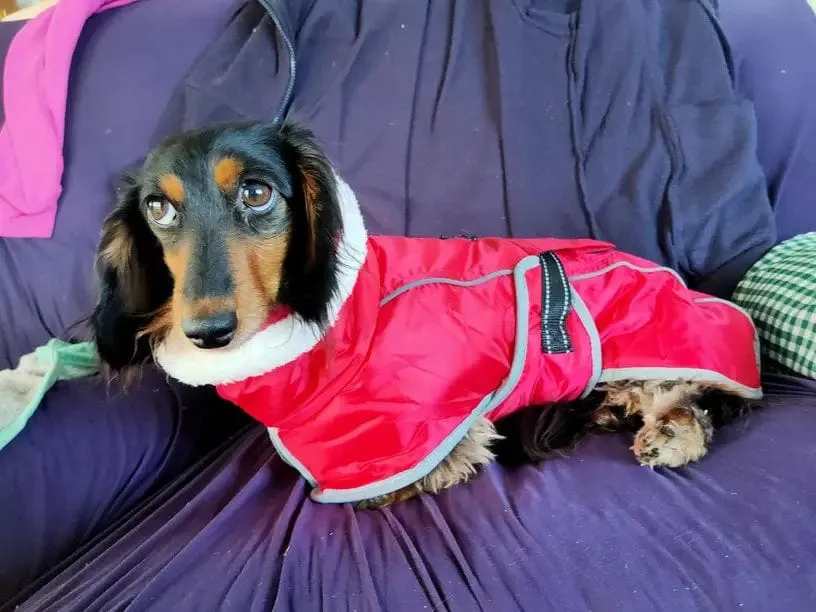 Warm Fleece Dachshund Coat