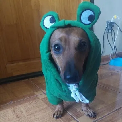 Dachshund Costumes