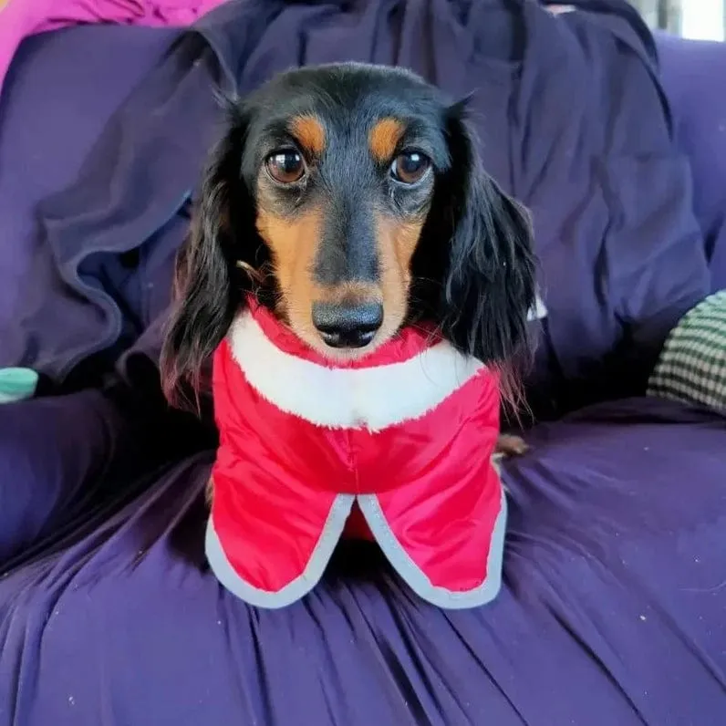 Warm Fleece Dachshund Coat