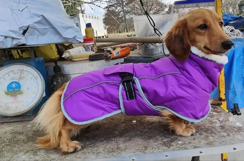 Warm Fleece Dachshund Coat