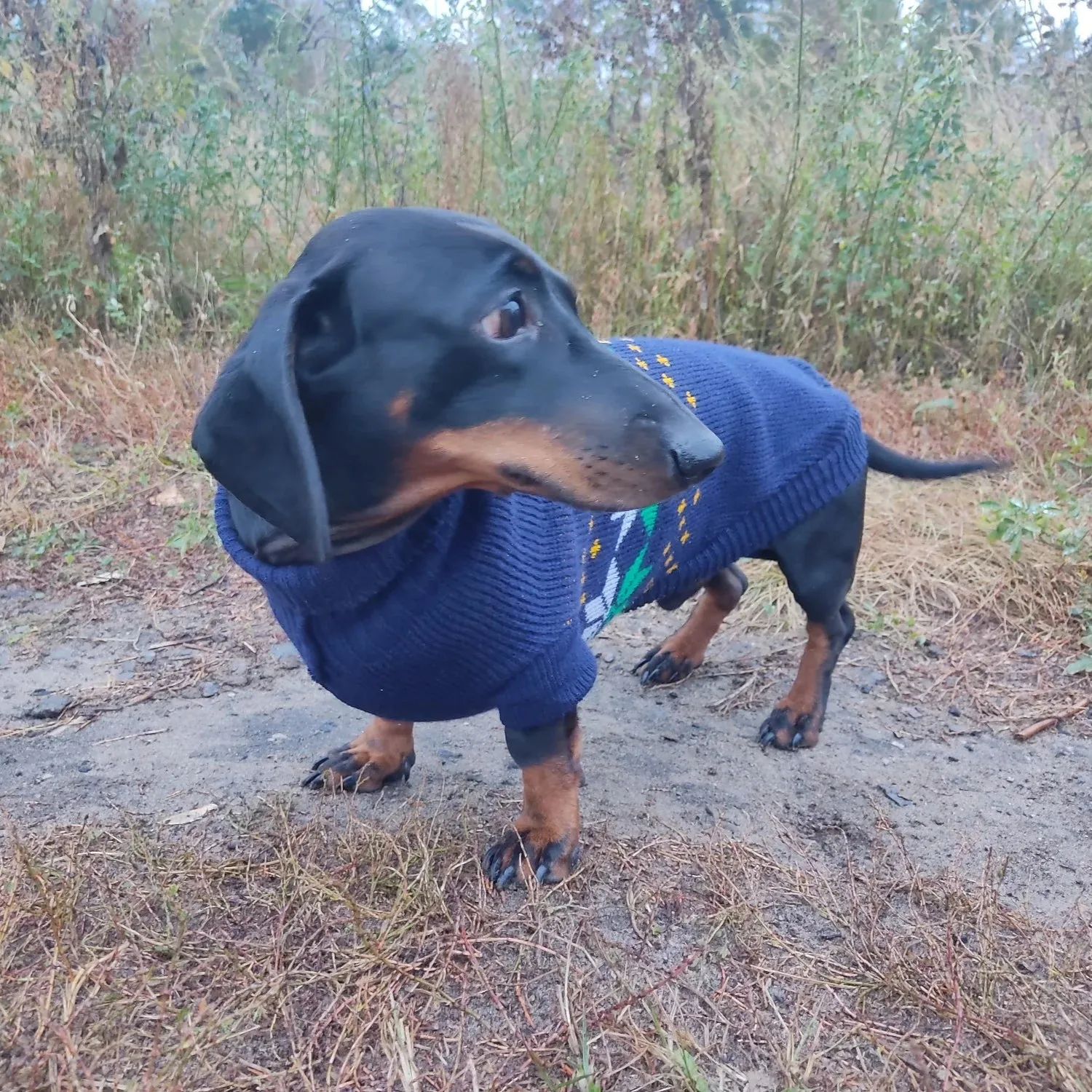 Navy Sausage Dog Sweater