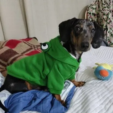 Dachshund Costumes