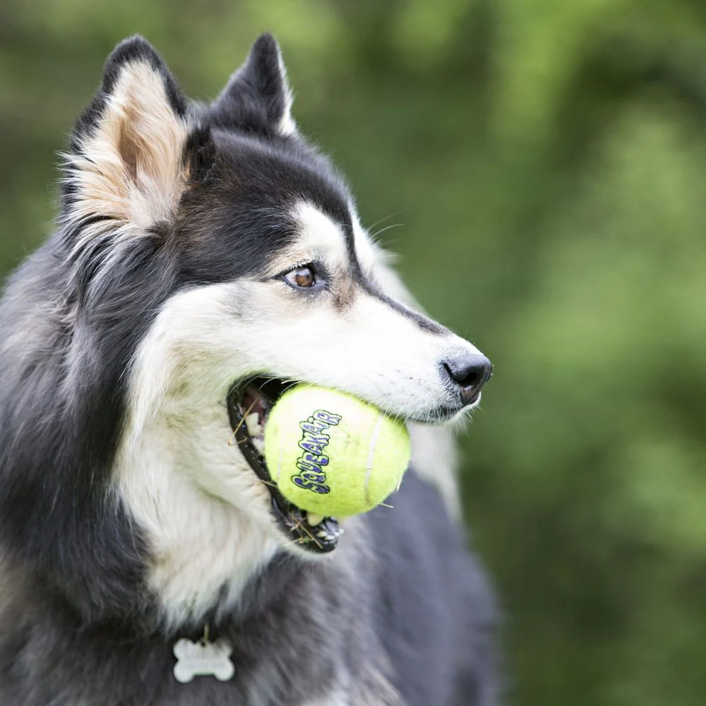 Kong AirDog Squeakair Ball Dog Toy
