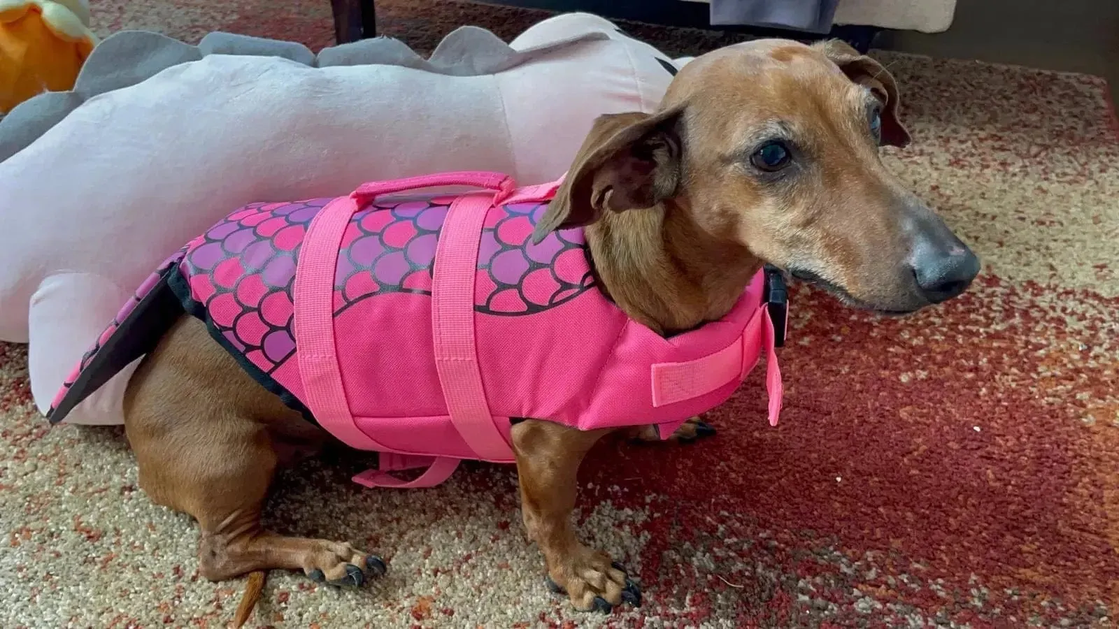 Mermaid Dachshund Life Jacket