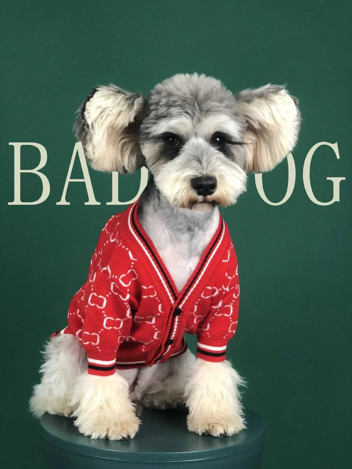 Dachshund Ducci Sweater
