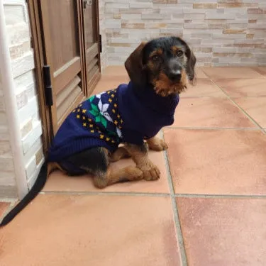 Navy Sausage Dog Sweater
