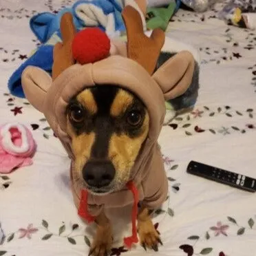 Dachshund Costumes