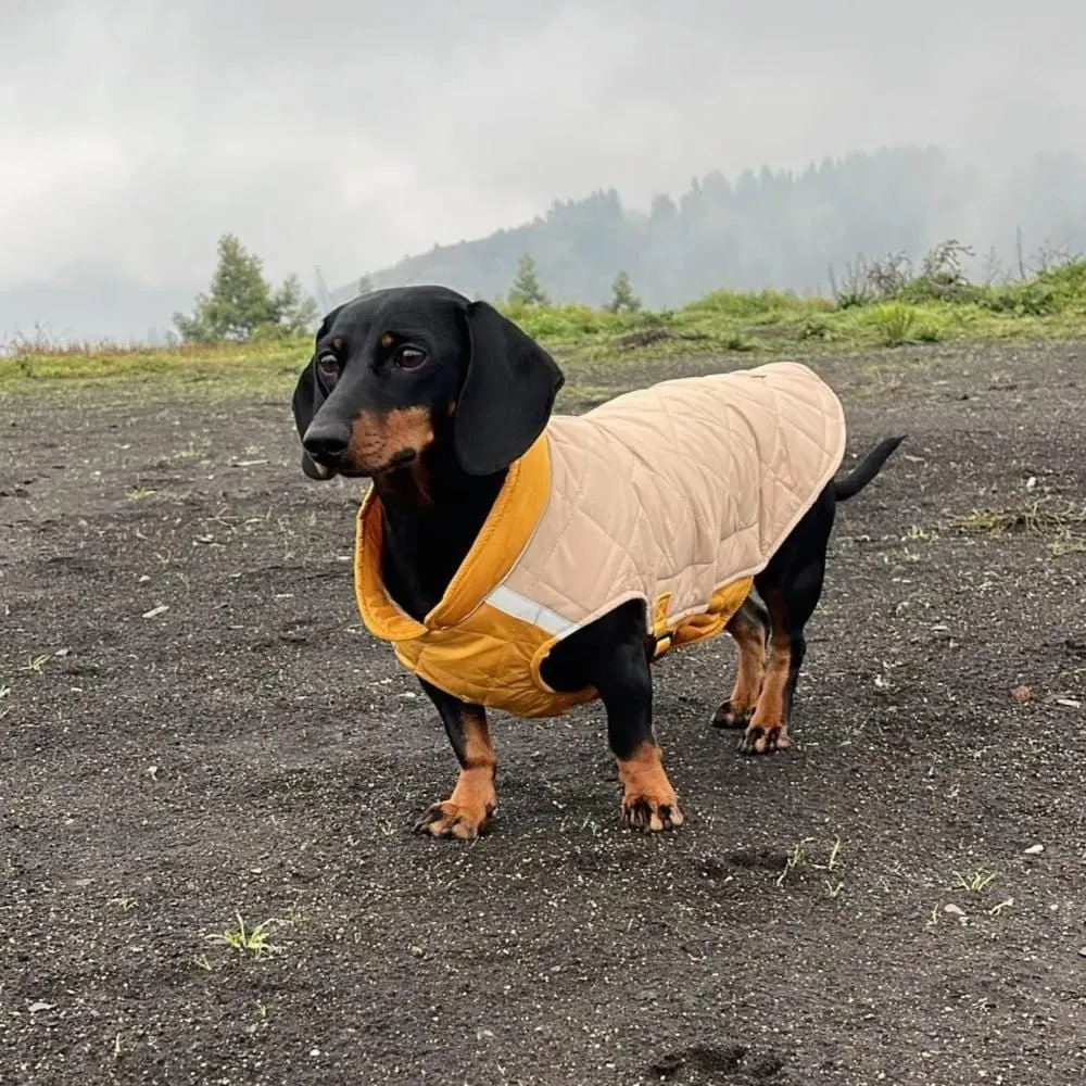 Colorblock Dachshund Jacket
