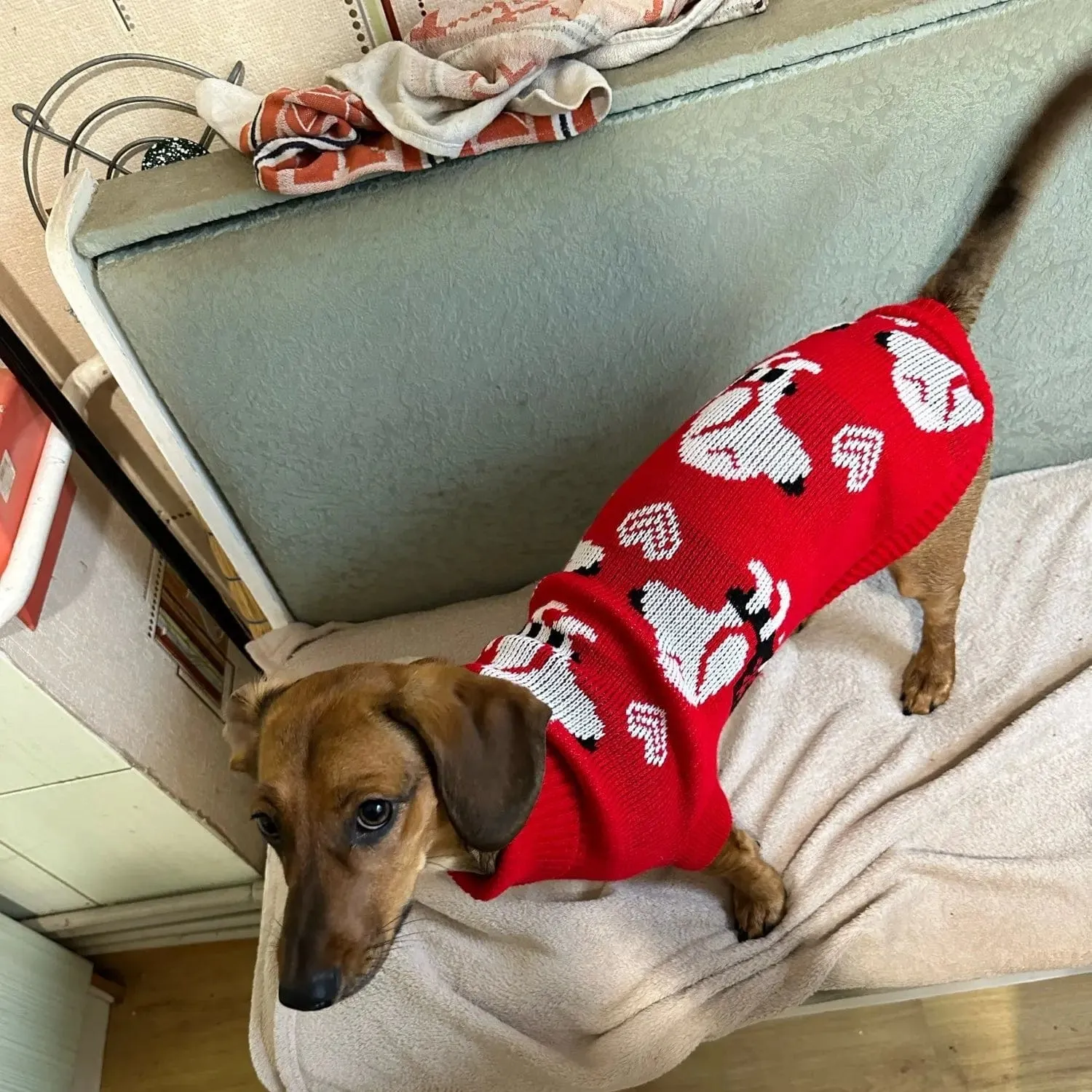 Reindeer Sweater for Sausage Dog