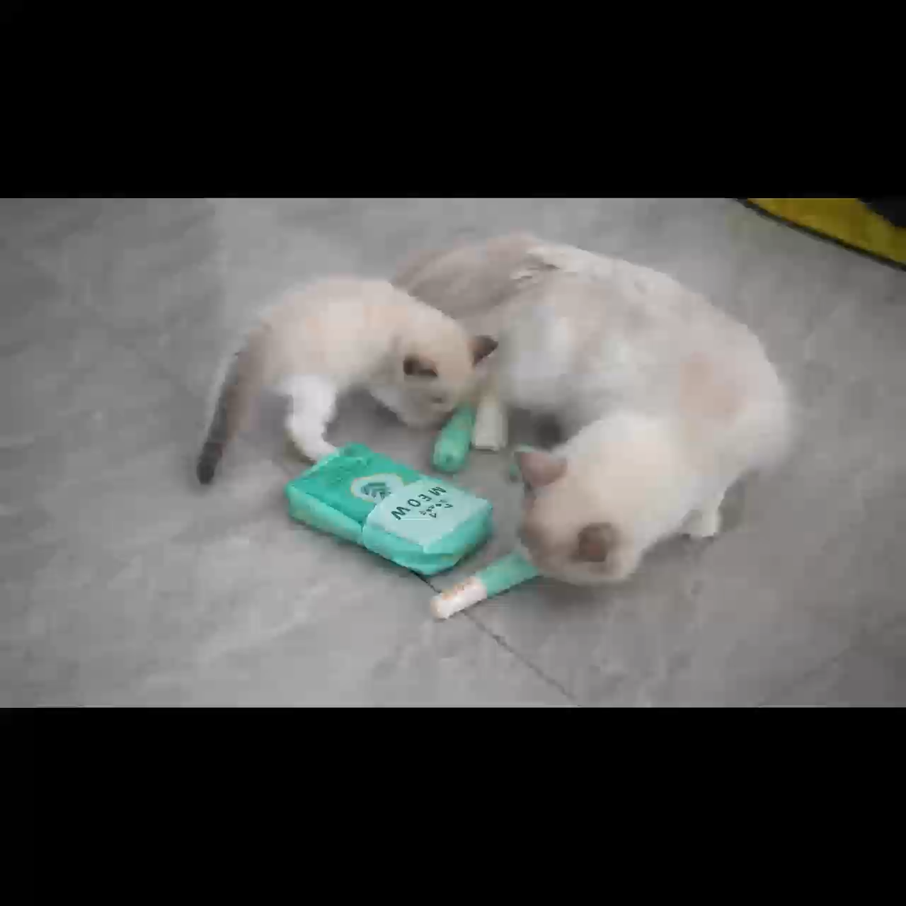 Cat Cigar Box Toy OP-T37