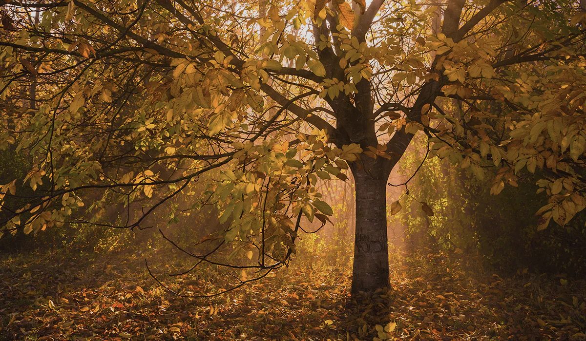 Meze 109 Pro - GreshamTech